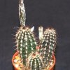 Setiechinopsis mirabilis